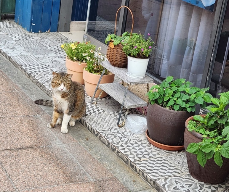 카페포셀린 이미지