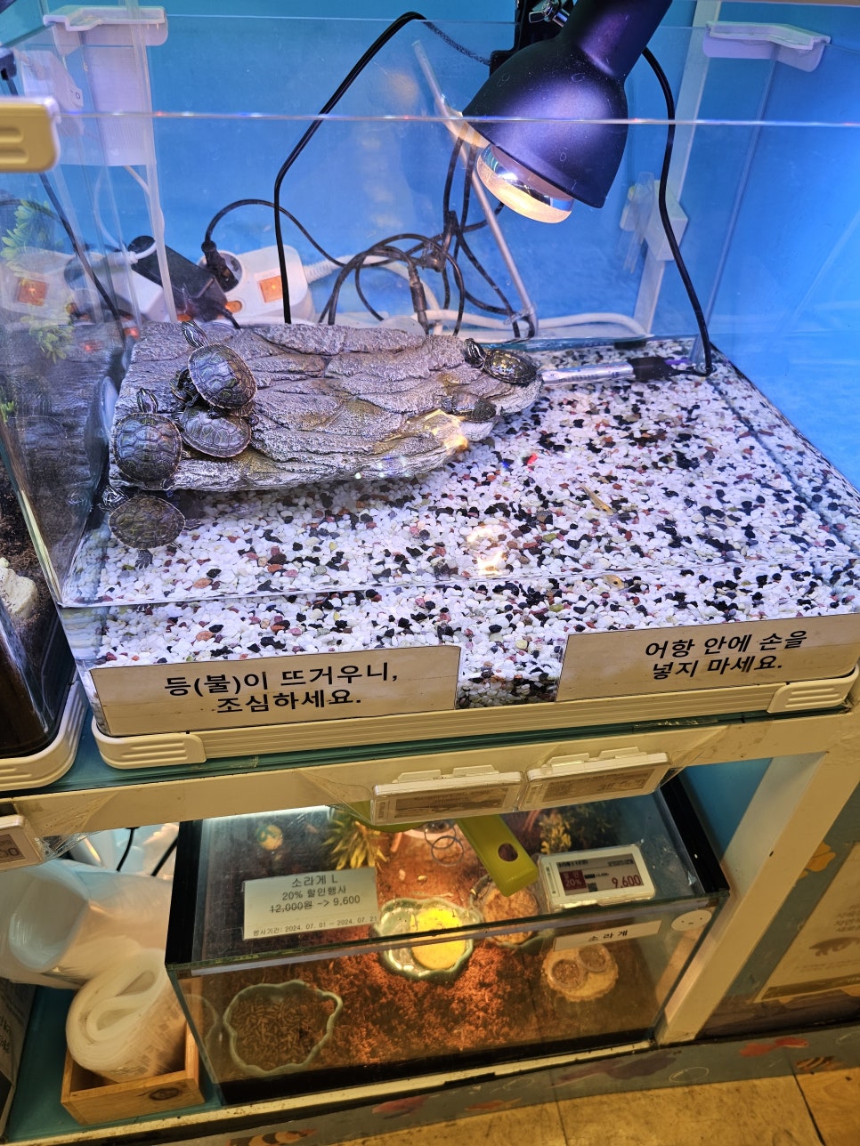 쥬네브 동백점 챔피언 이미지