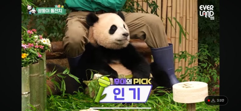 하이고 이미지