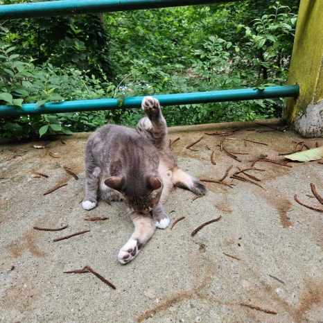 마로니에1970 이미지