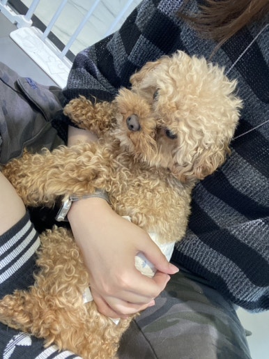 하이마이댕댕 이미지