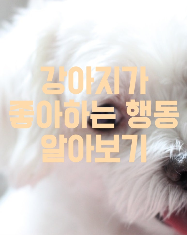 강아지가 좋아하는 행동 알아볼까요