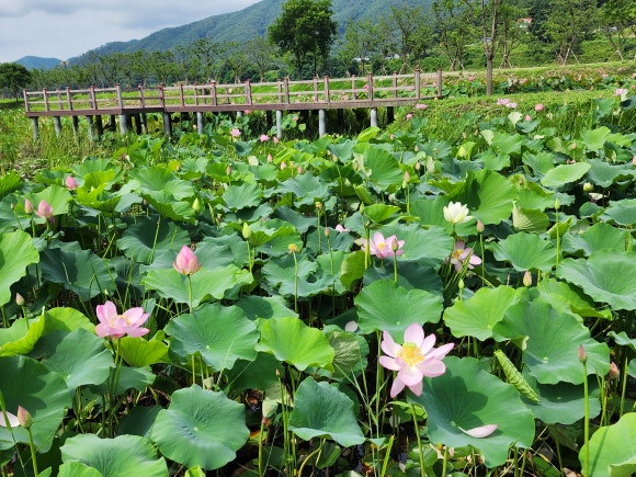 연꽃마을 건넌들 이미지