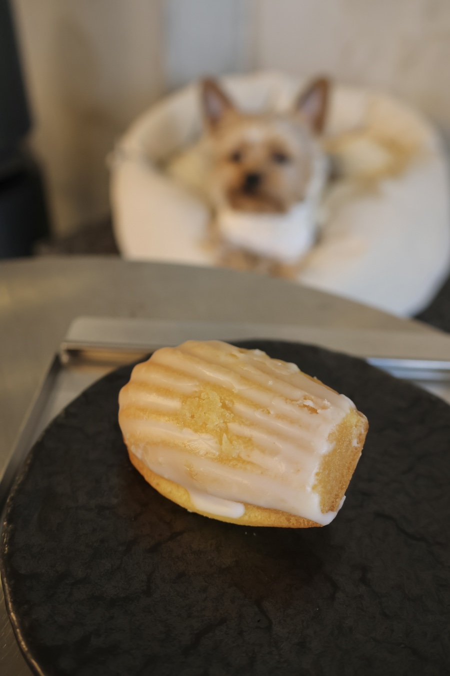 강남 애견동반 카페 구테로이테, 에스프레소 맛집 추천 — 사진 16