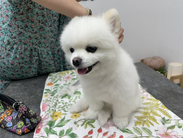 오씨오씨 이미지