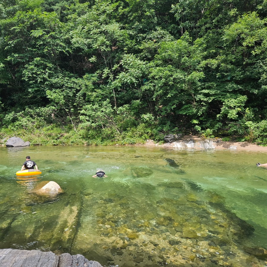 마로니에1970 이미지