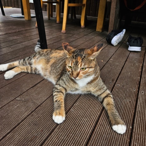 마로니에1970 이미지