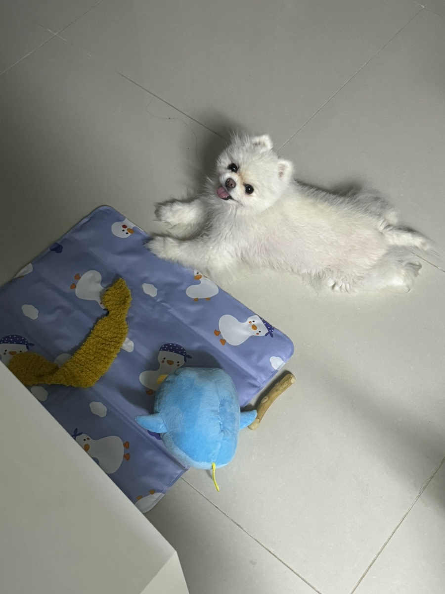 본가스시 이미지