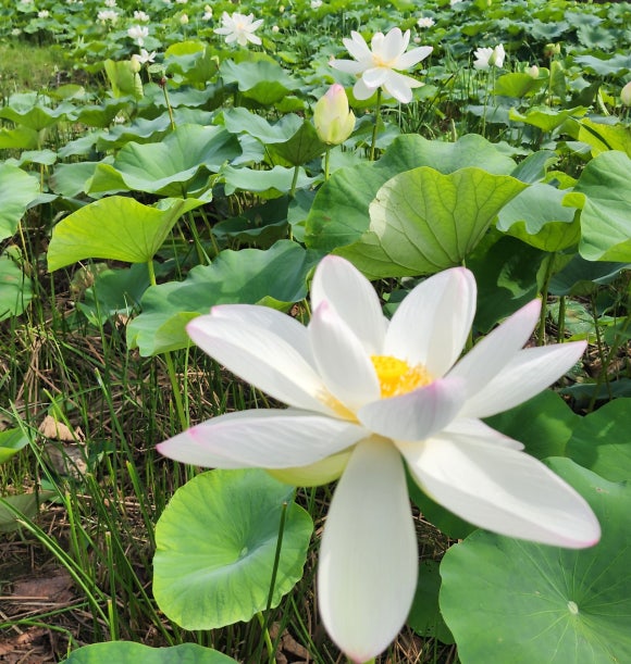 연꽃마을 건넌들 이미지