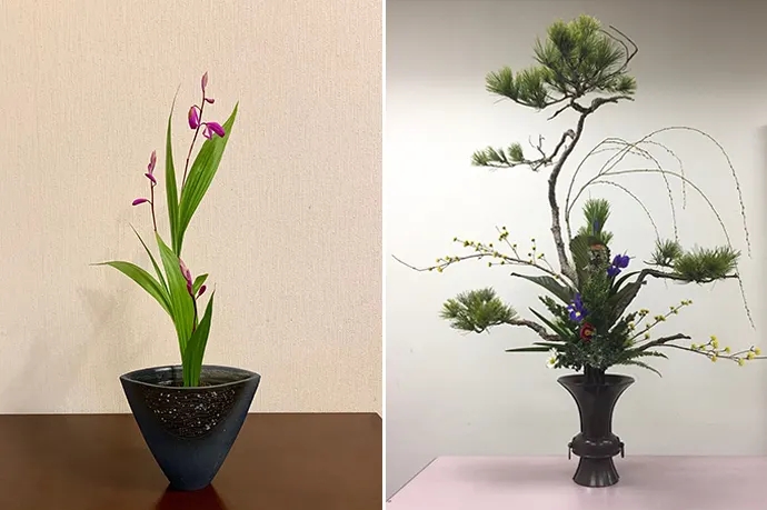 소나무화훼 이미지