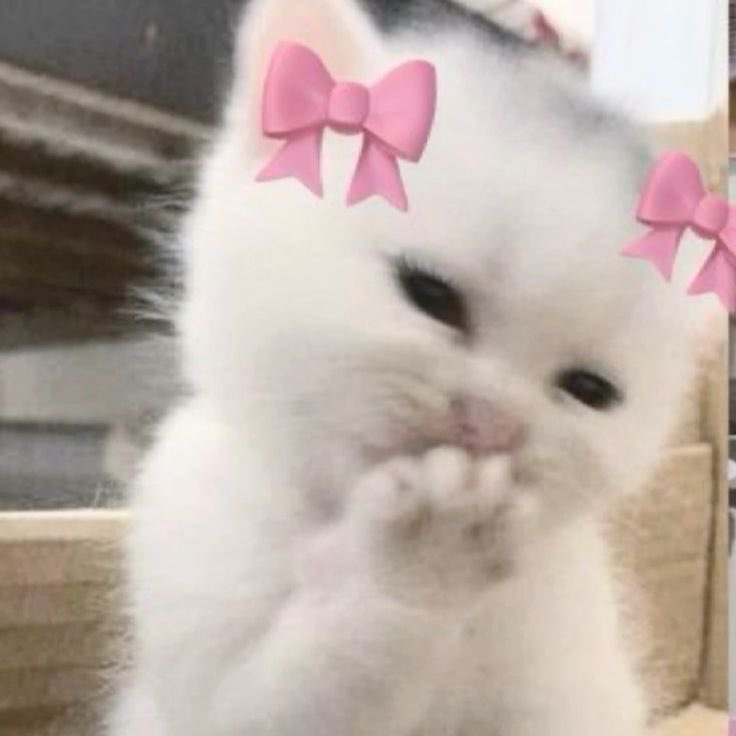 듀듀 이미지