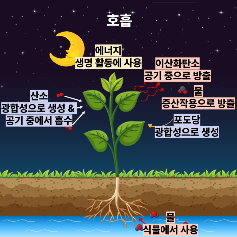 중2 과학 교과서 완벽하게 분석하기 ④ 식물의 호흡, 기체교환 : 네이버 블로그