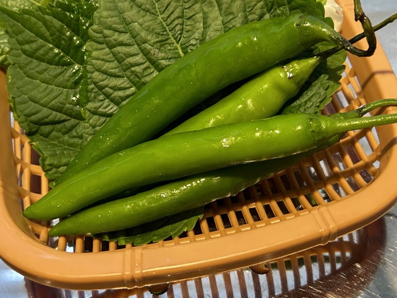 진배기 아나고 곰장어 이미지