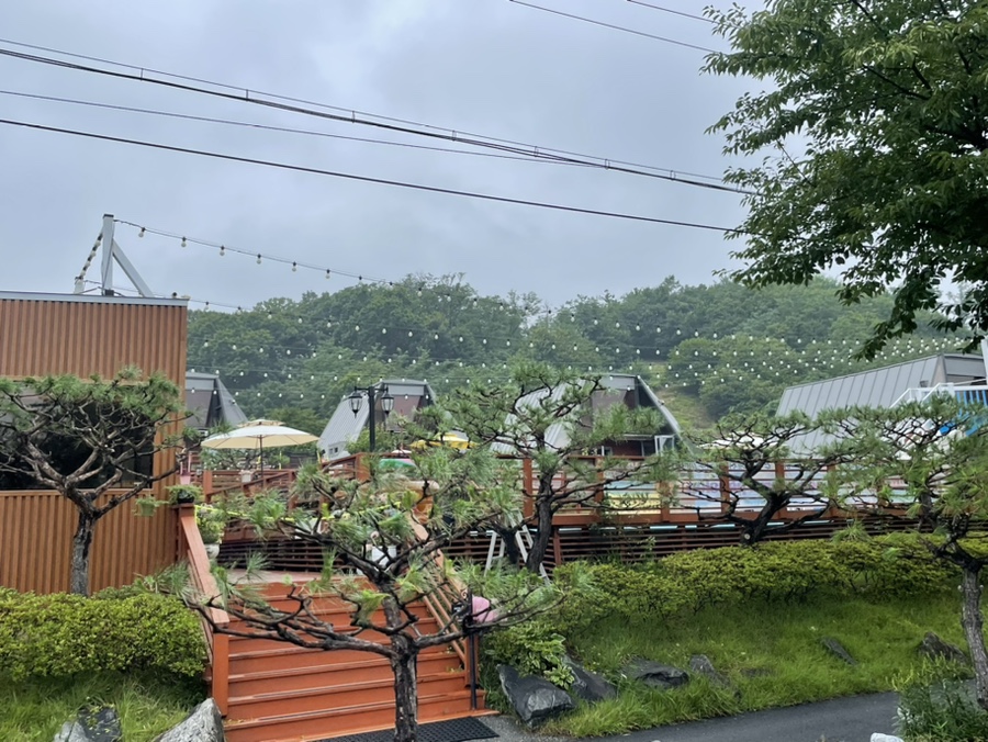 세모난나무 이미지