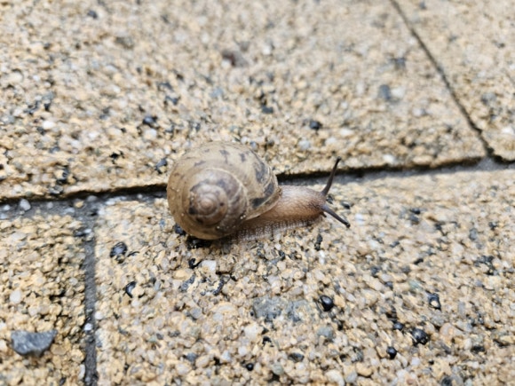 베리국 이미지