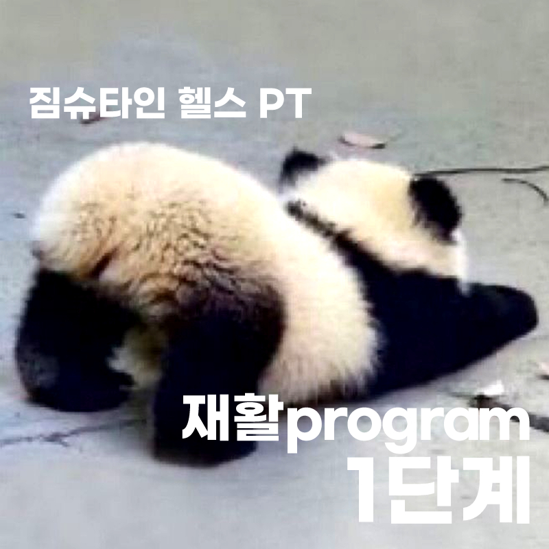 짐슈타인 이미지