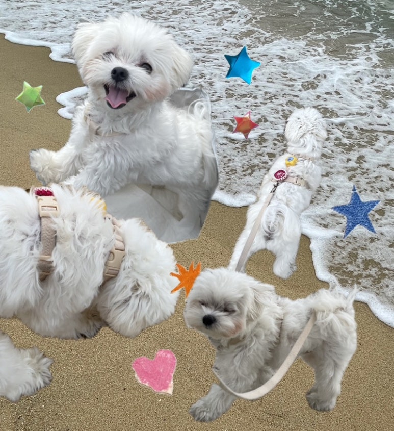 컴페니언바이주문진 이미지