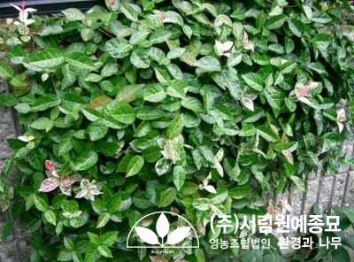 조경설계서림 이미지