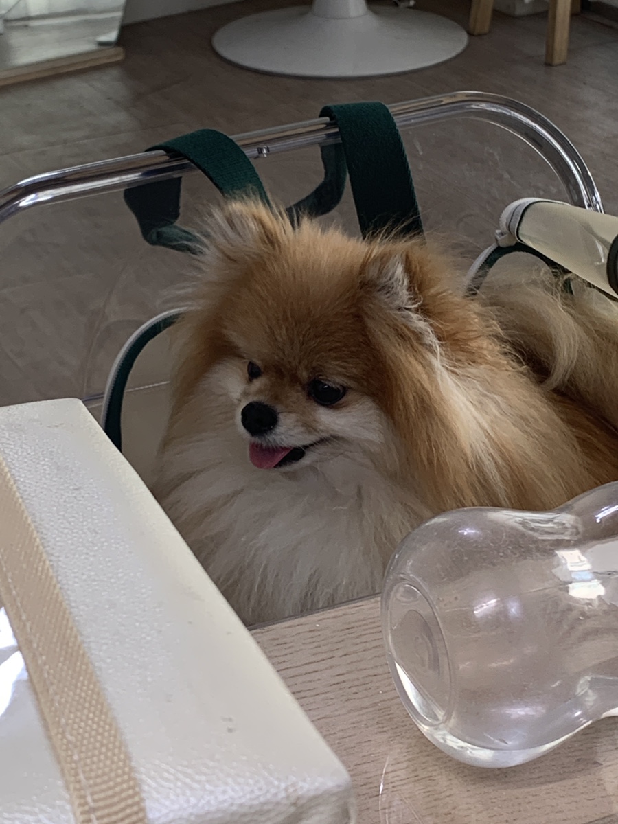 리시오네일 이미지