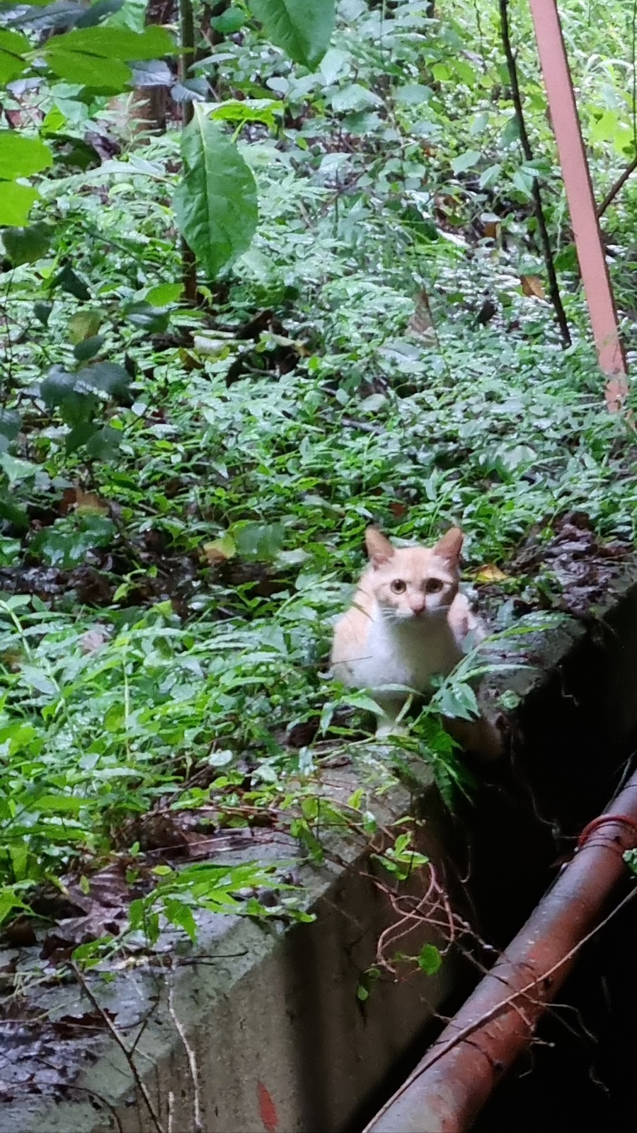 아이네스 이미지