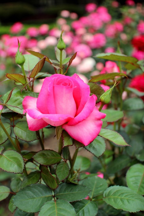 로즈(Rose) 이미지