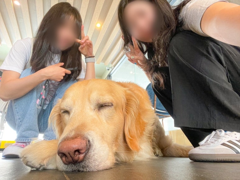 코히별장 이미지
