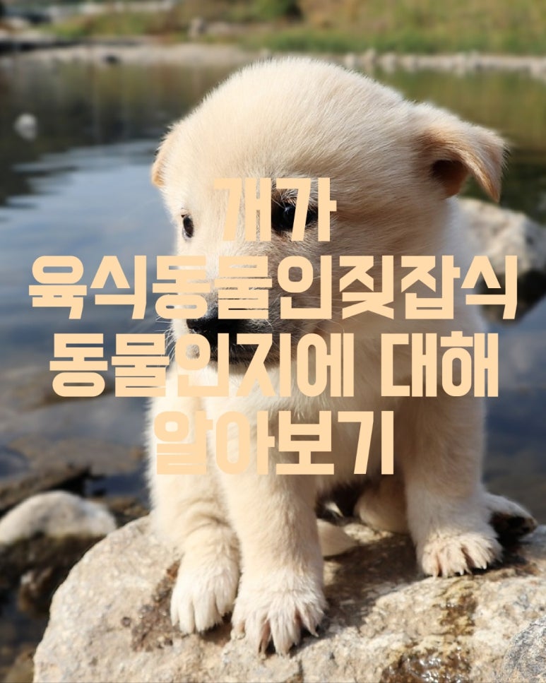 개가 육식동물인지 잡식동물인지에 대해 알아보기