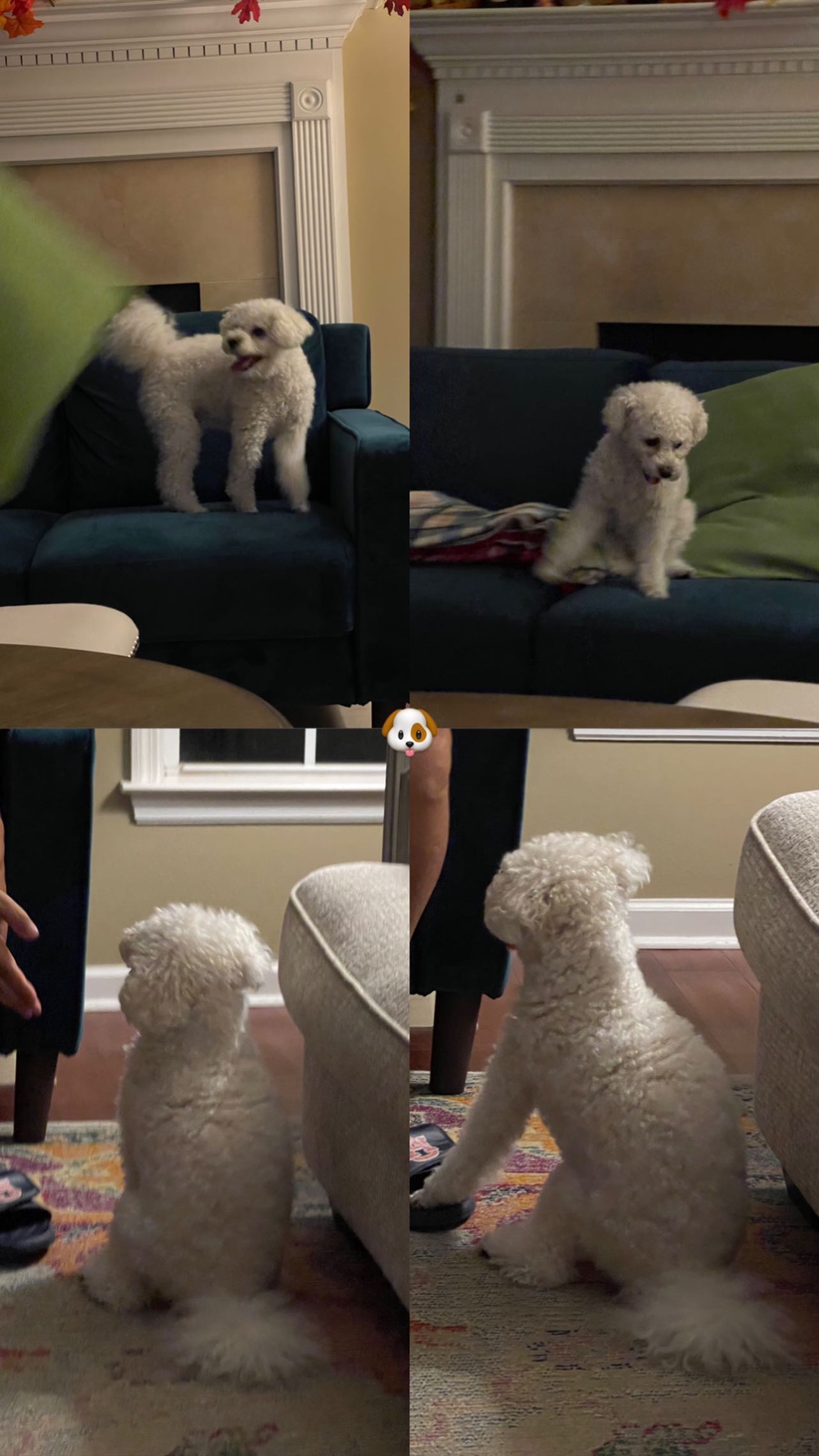 프루타볼 이미지
