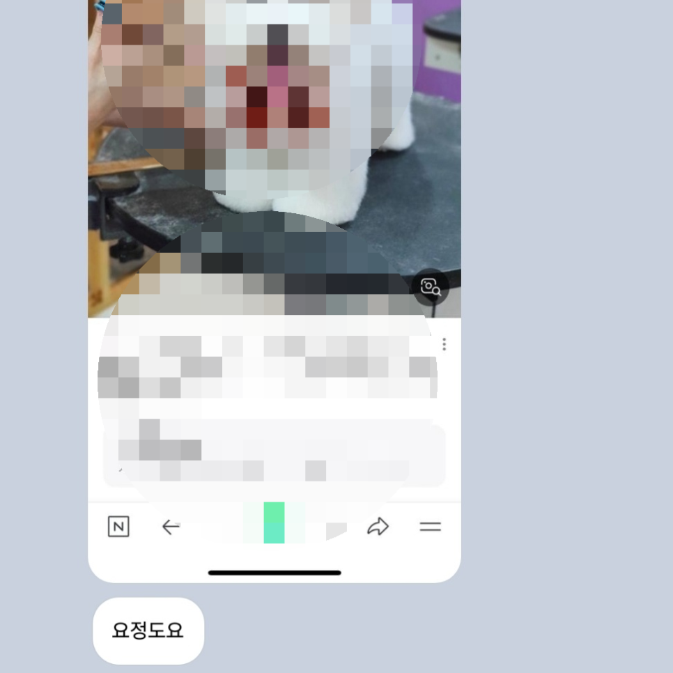 강남 서초 꼬똥 드 툴레아 여름맞이 가위컷 미용 후기 — 사진 5