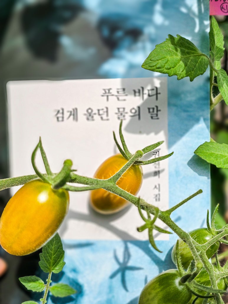 동네누부야가 이미지