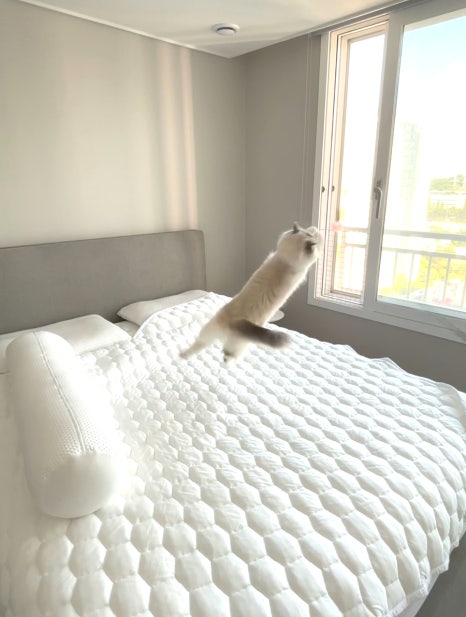 냥냠제작소 이미지