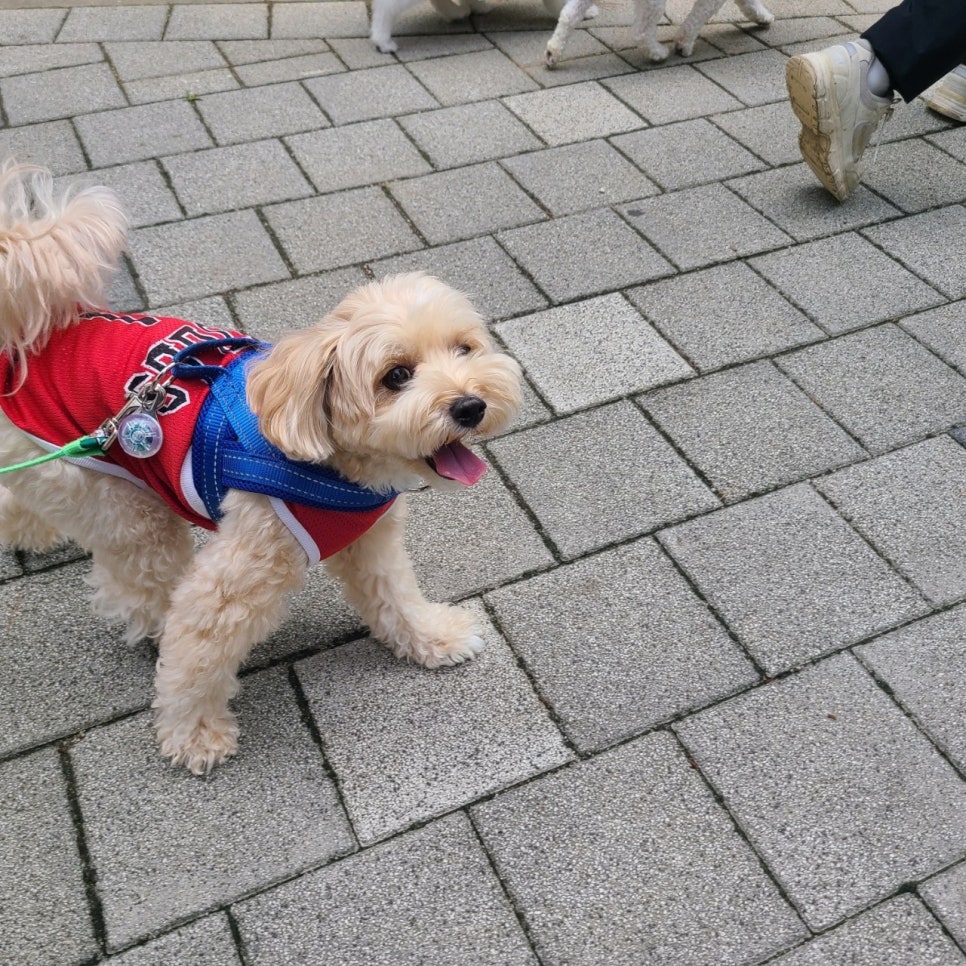 강남 서초 꼬똥 드 툴레아 여름맞이 가위컷 미용 후기 — 사진 9