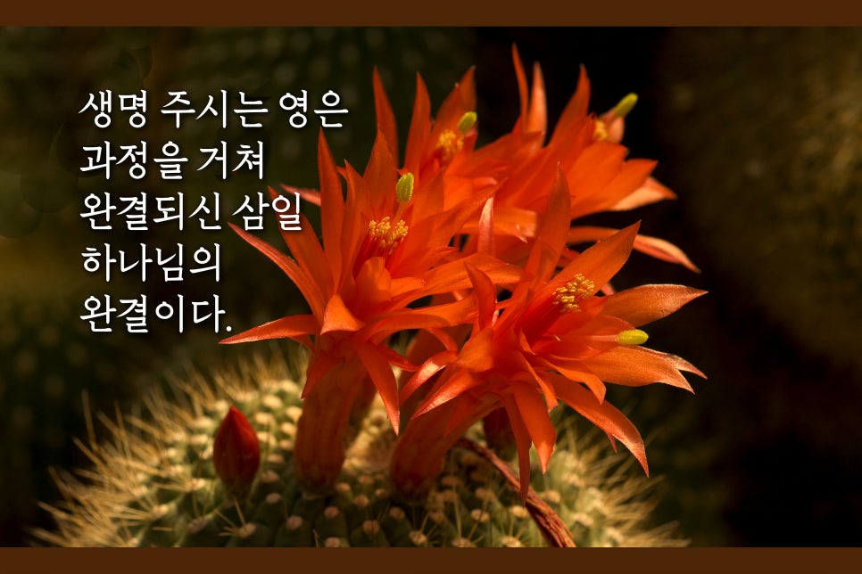삼일영이 이미지