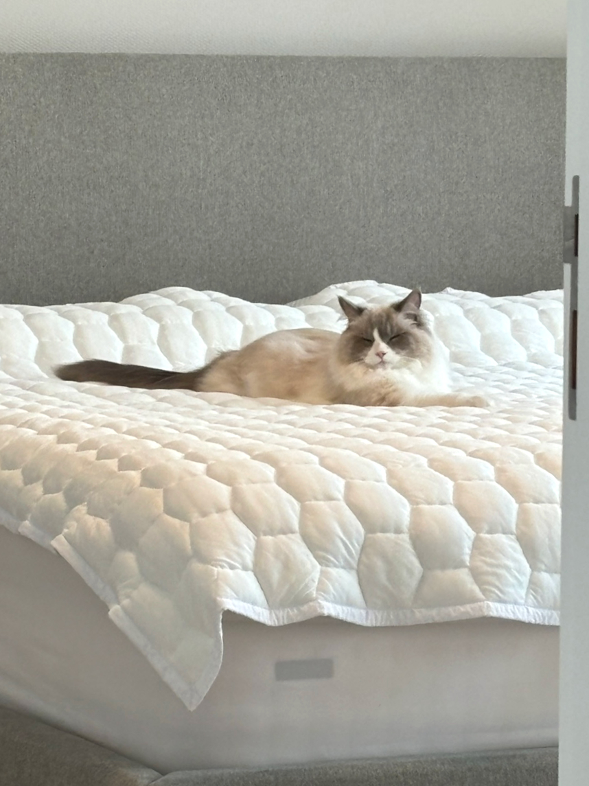 냥냠제작소 이미지