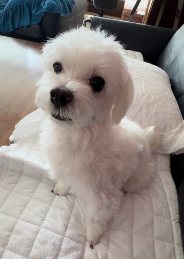 또또피어싱 이미지