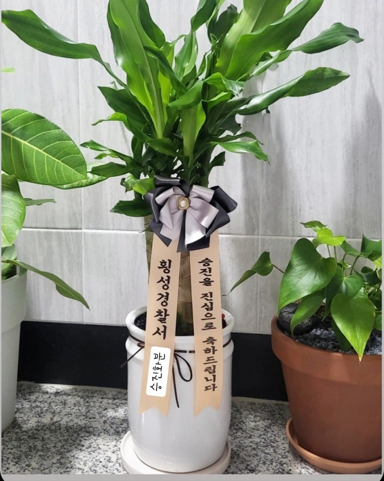승진샵 이미지