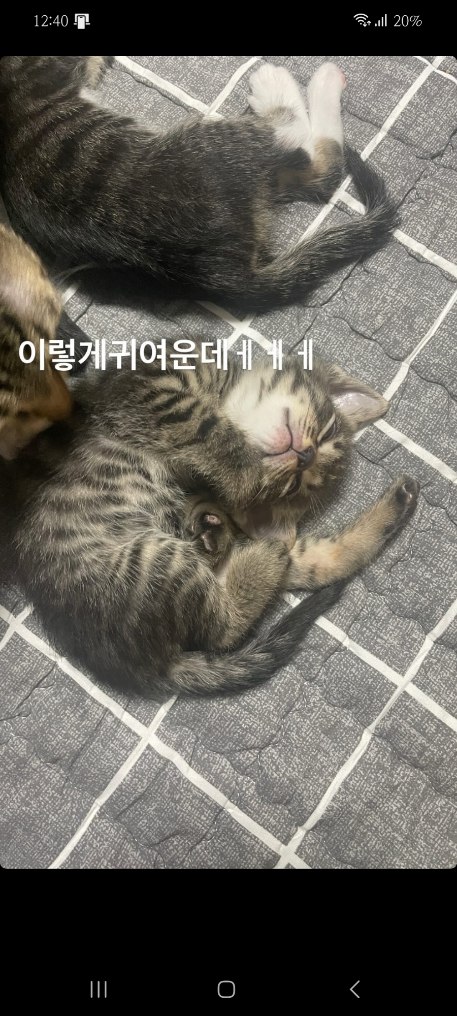 플랙스캣 이미지