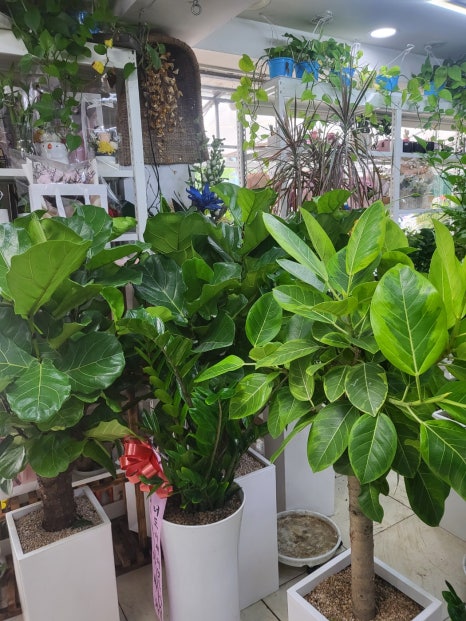 중앙꽃화원 이미지