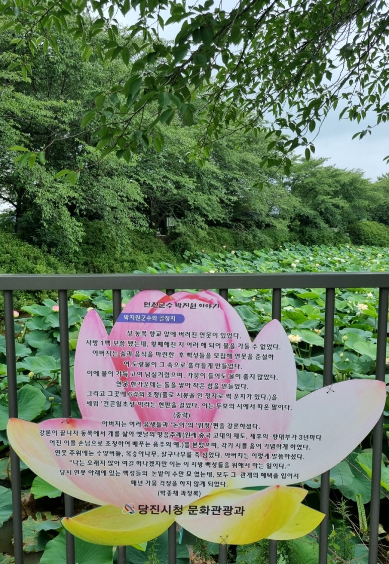 연꽃상회 이미지