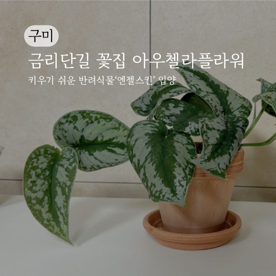 아우첼라플라워 이미지