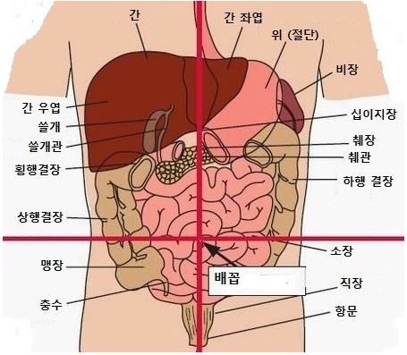 에스테라파 이미지