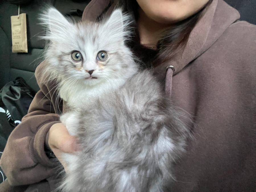 보리씨 이미지