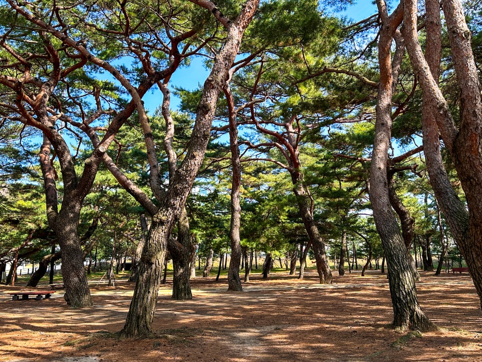 소나무숲 이미지