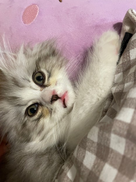 보리씨 이미지