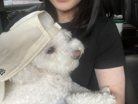 밥푸라 이미지