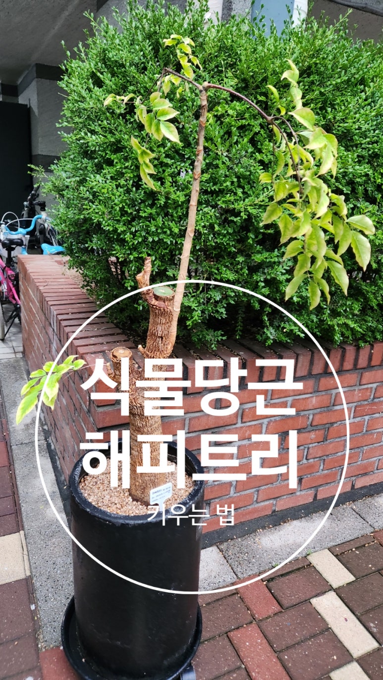 해피온스테이 이미지