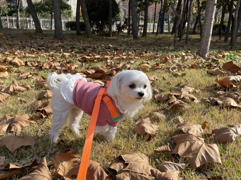 꽁이옷장 이미지