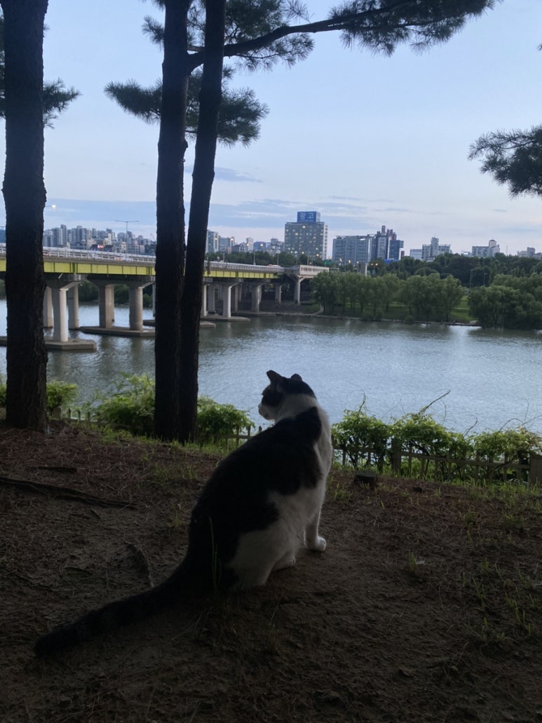 낭만고냥이 이미지