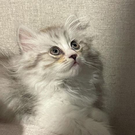 보리씨 이미지