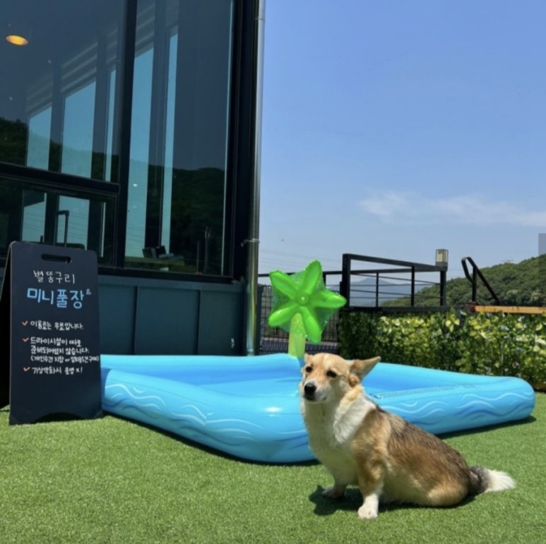 별똥구리 이미지